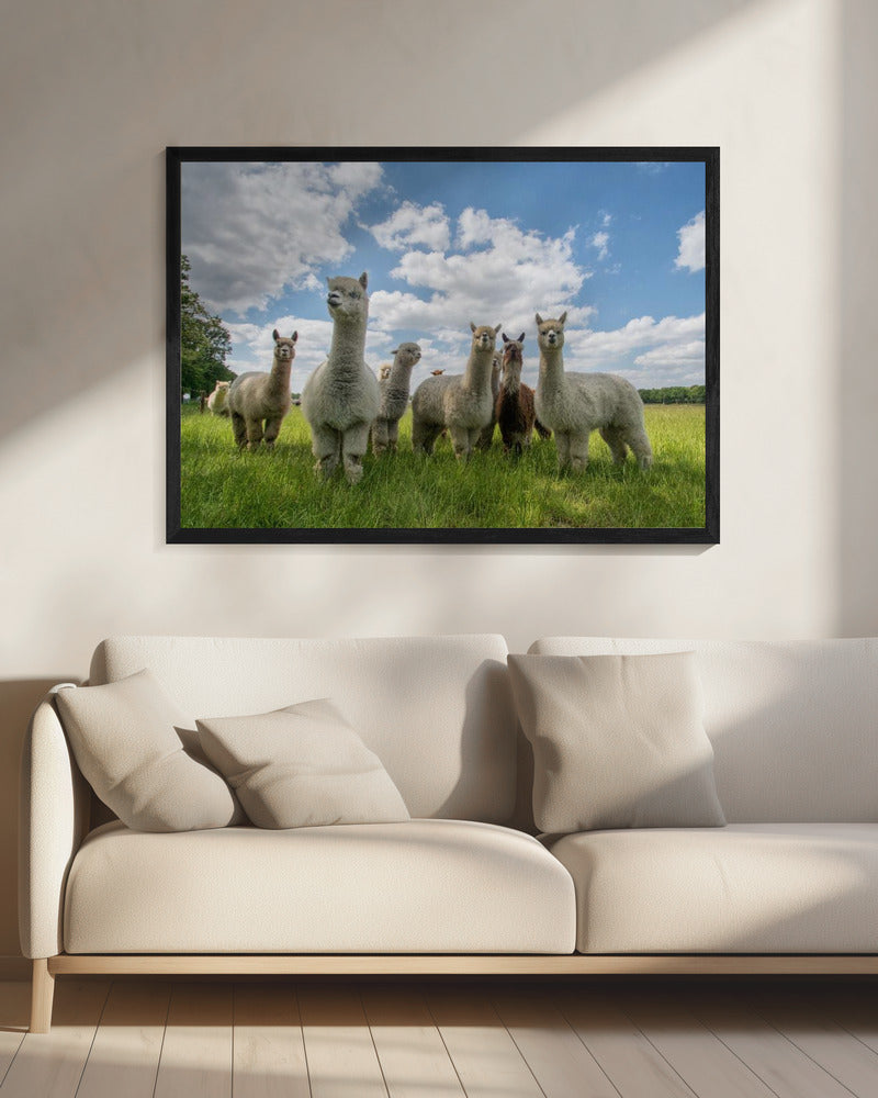 Send in the Alpaca's! | Canvas