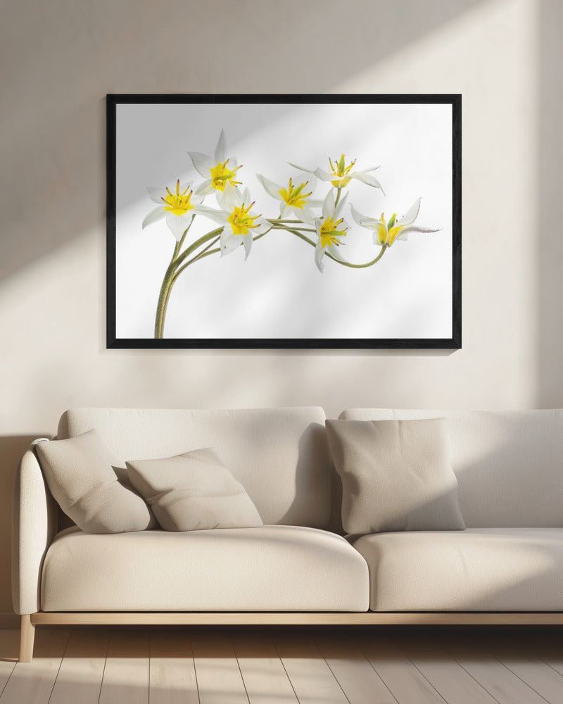 Tulipa Tarda | Canvas