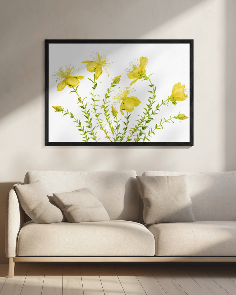 Hypericum | Canvas