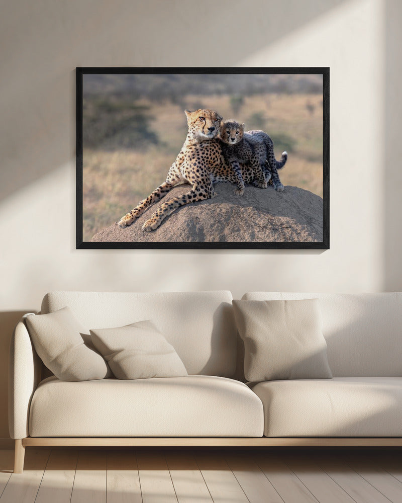 Cheetah and cup! | Canvas