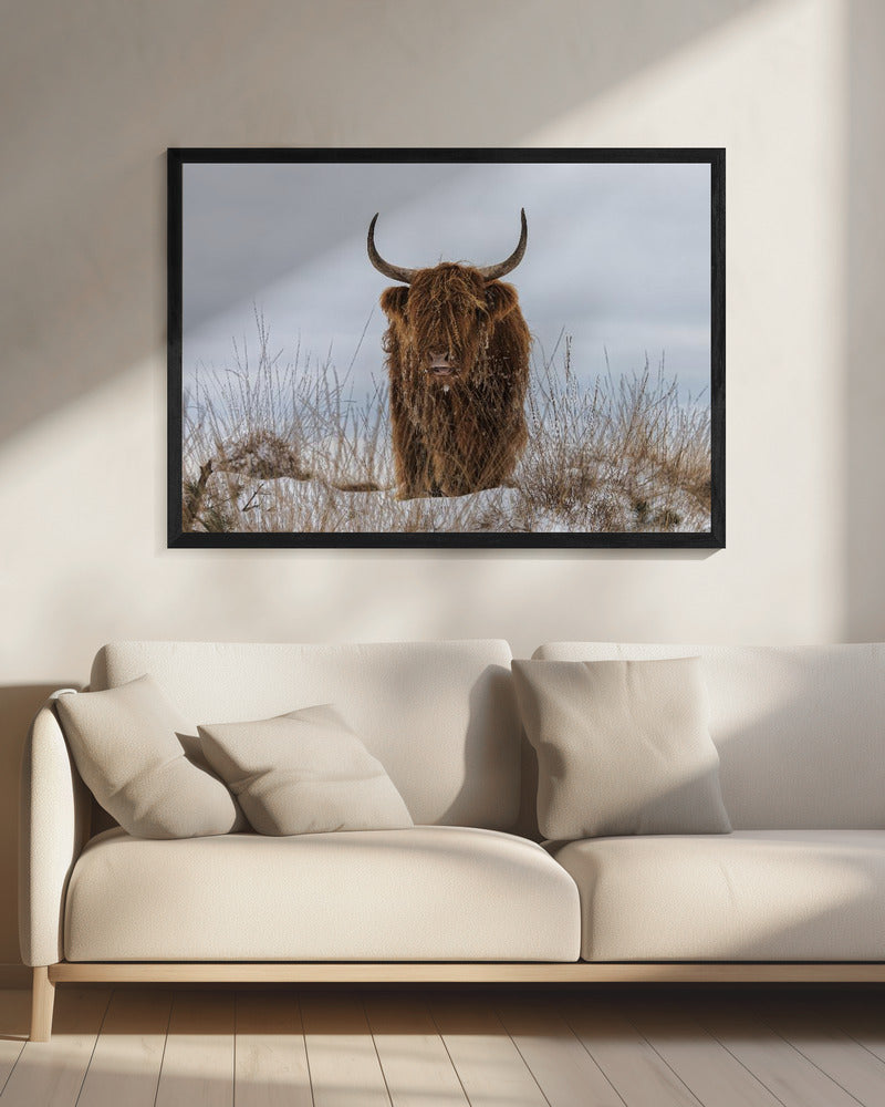 Highlander in Snow | Canvas