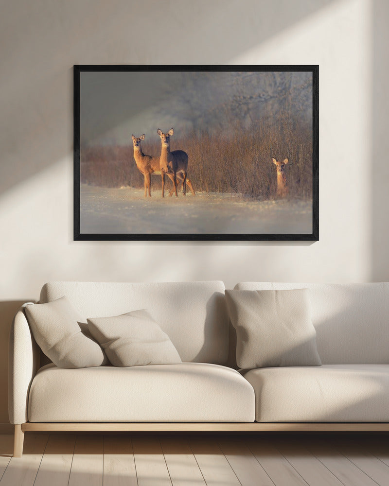 Three Deer | Canvas