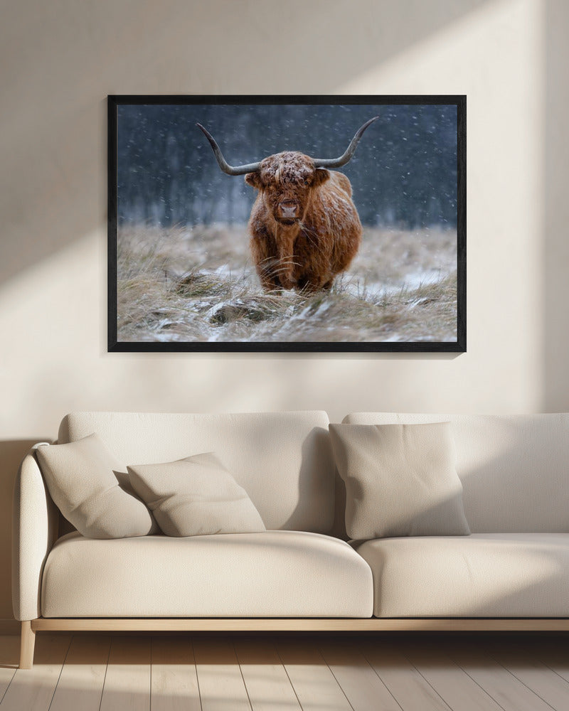 Snowy Highland cow | Canvas