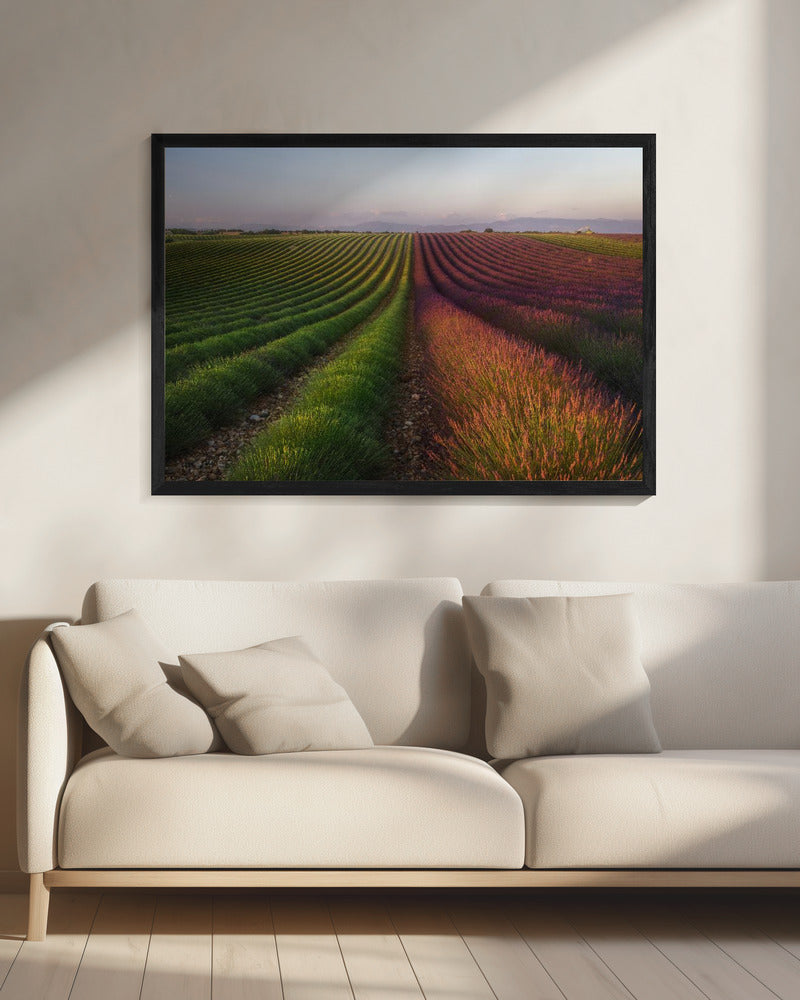 Field of lavender | Canvas