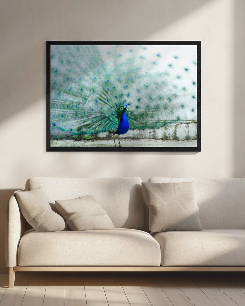 Peacock | Canvas