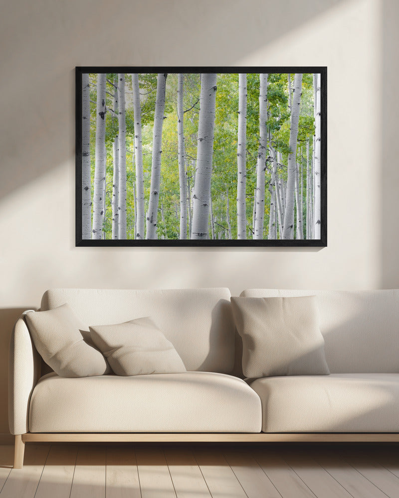 Birch Forest | Canvas