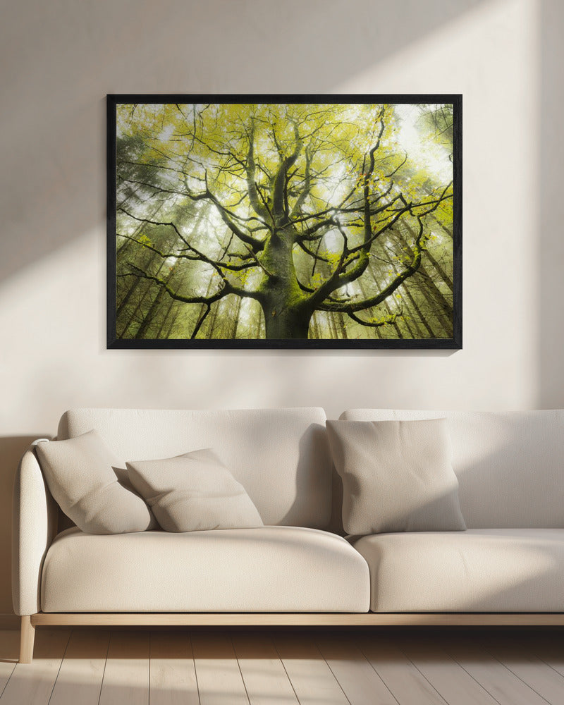 The Dream Tree | Canvas