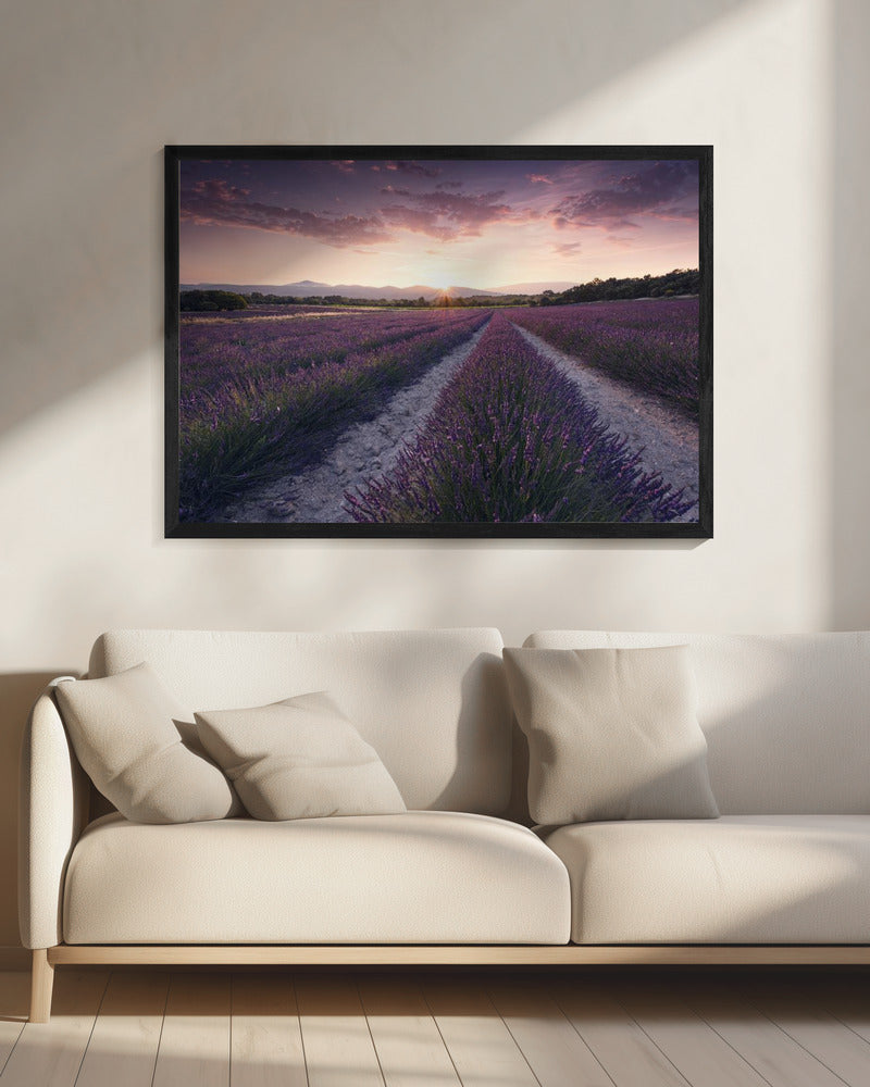 Purple Provence | Canvas