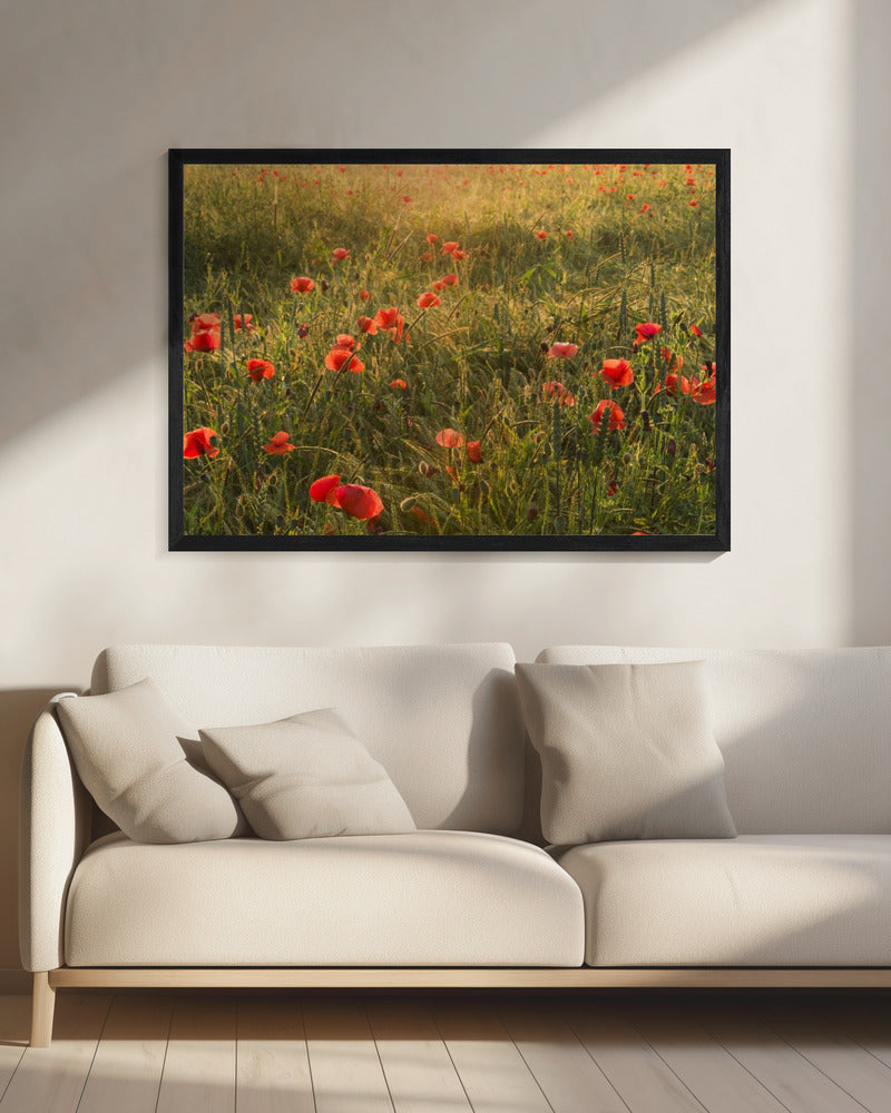 Poppy World II | Canvas