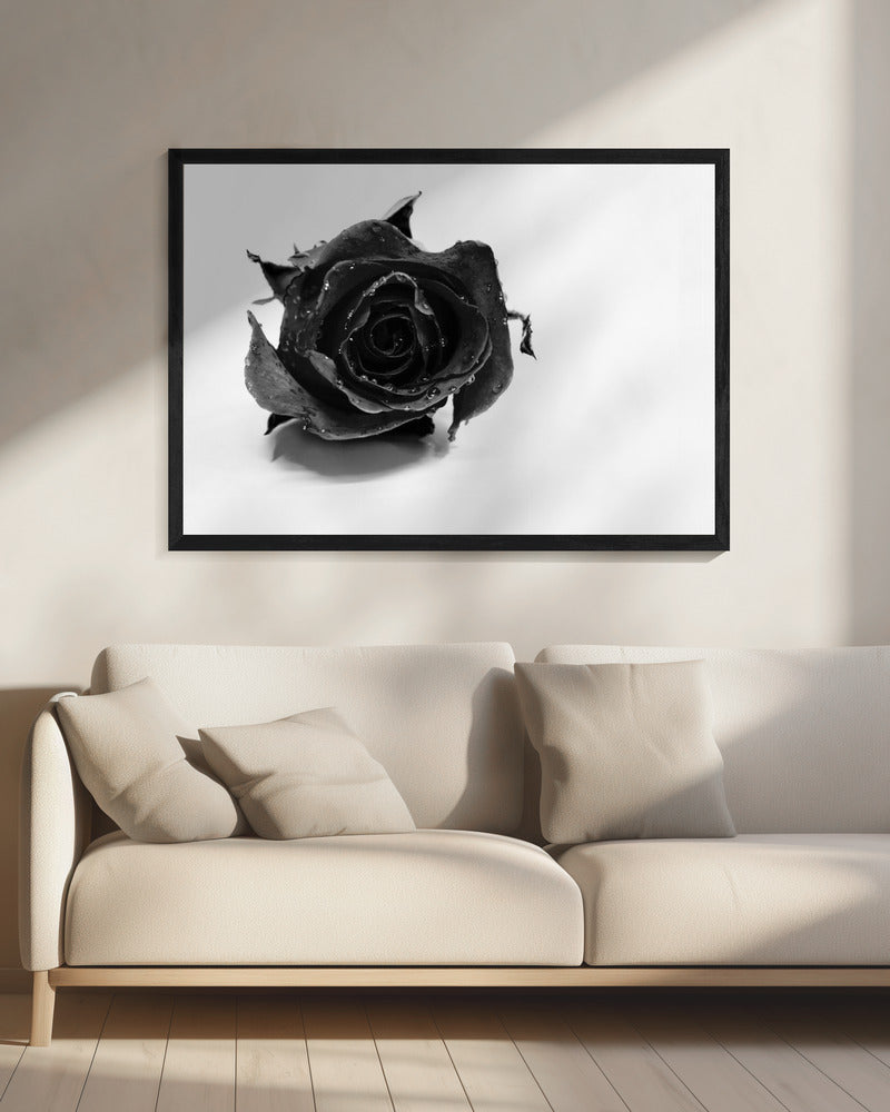 Rose Noir | Canvas