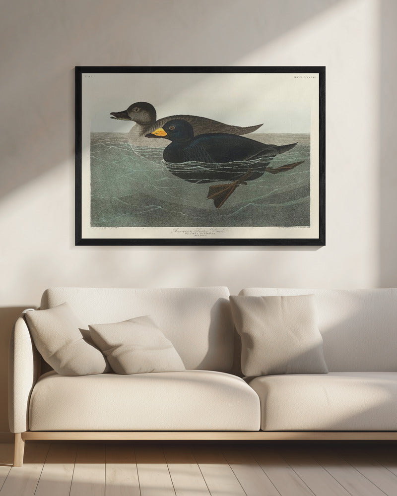American Scoter Duck From Birds of America (1827) | Canvas