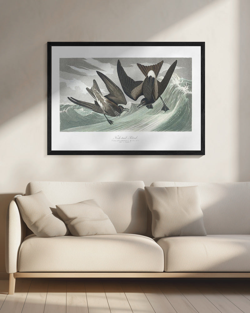 Fork Tailed Petrel From Birds of America (1827) | Canvas