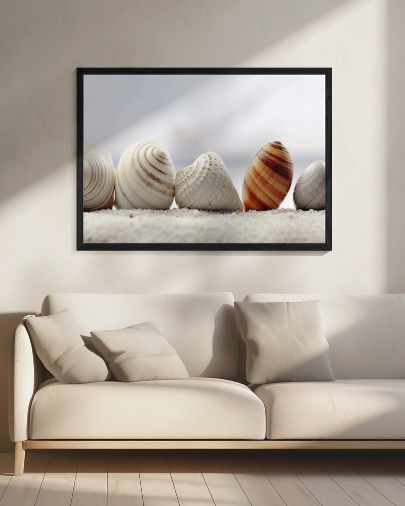 Seashell Symphony | Canvas