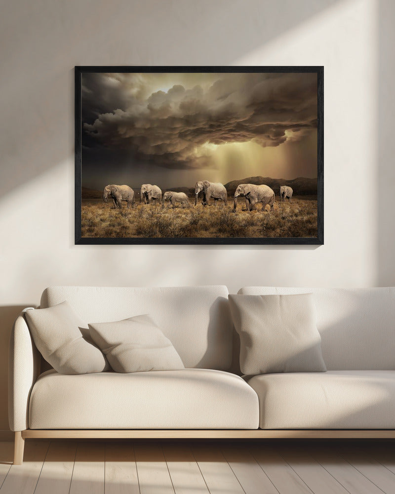 FreeElephants | Canvas