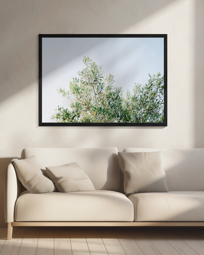 Olives In Ostuni | Italy Travel Photography | Canvas