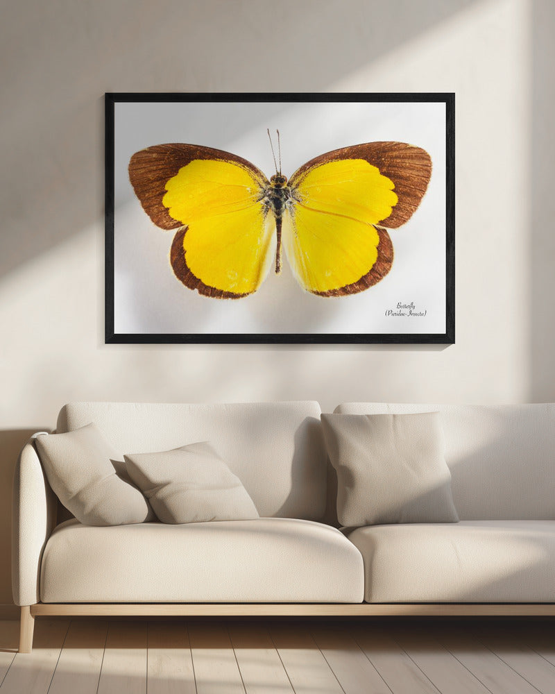 Butterfly - 2 | Canvas