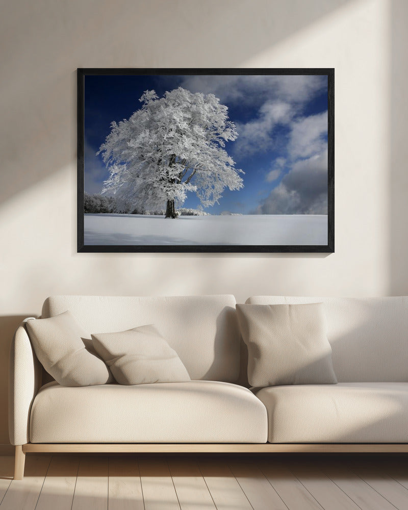White Windbuche in Black Forest | Canvas