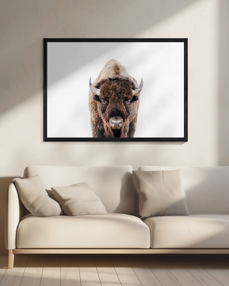 Bison | Canvas