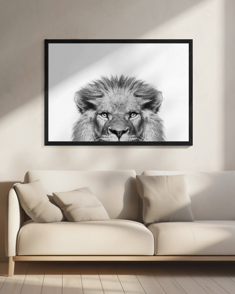 Peeking Lion | Canvas