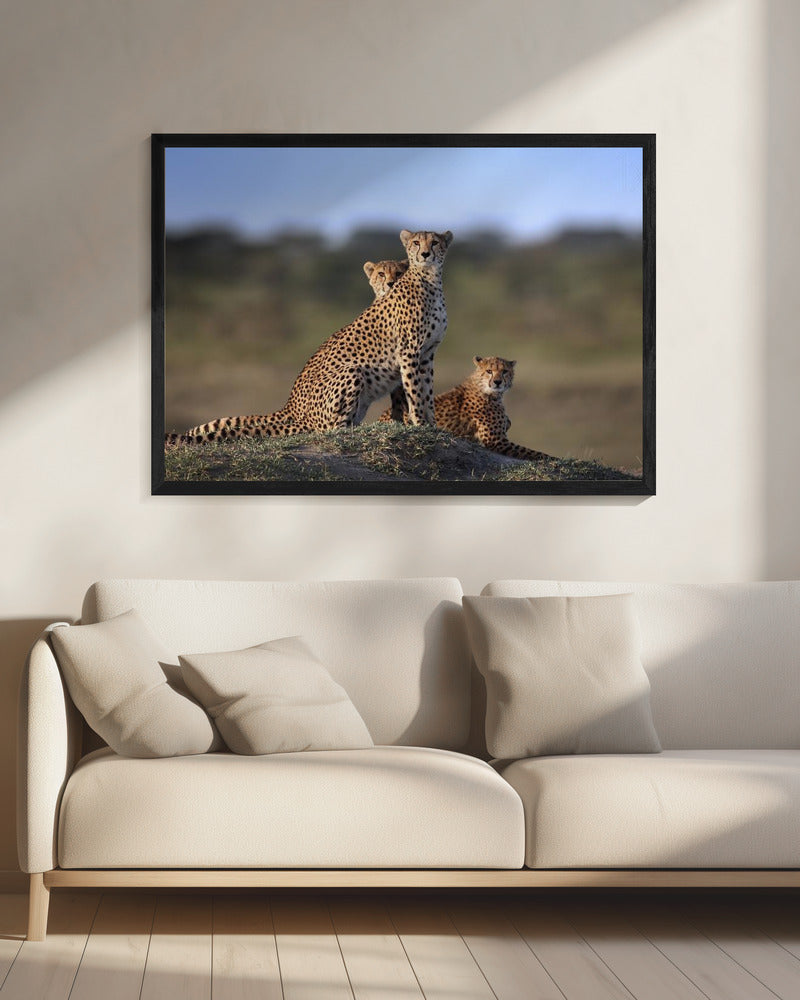 Cheetahs Family | Canvas