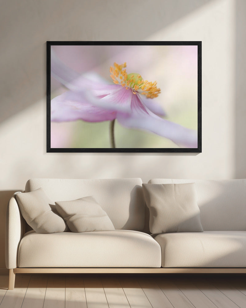 Japanese Anemone | Canvas