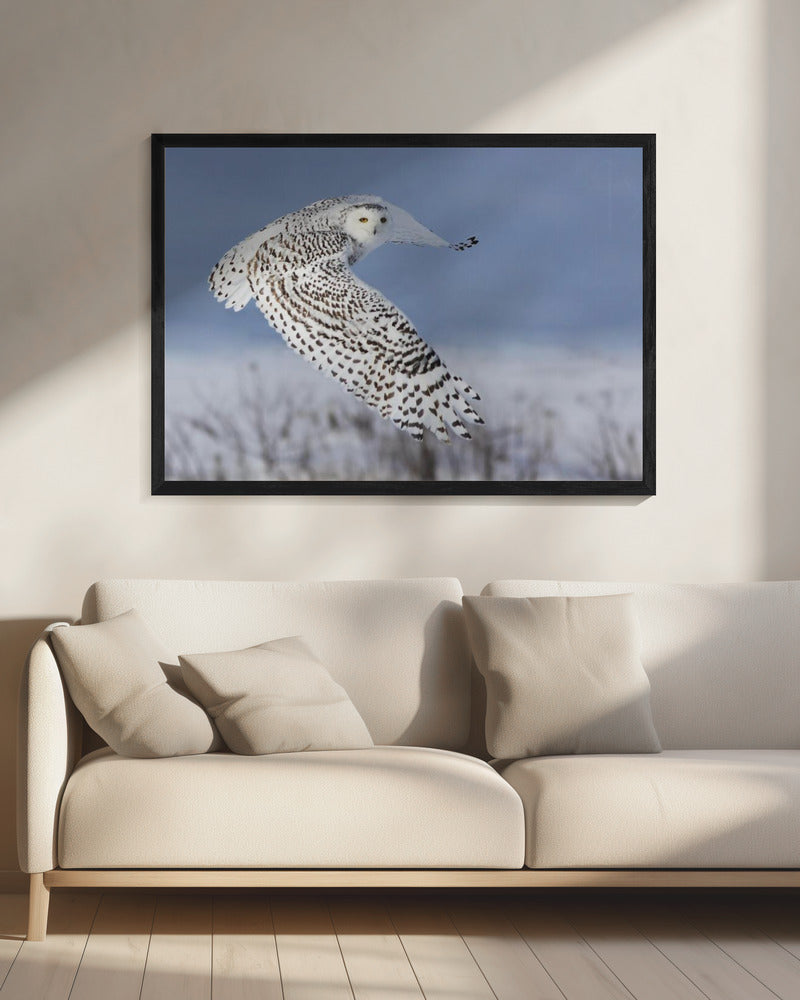 Snowy Owl | Canvas