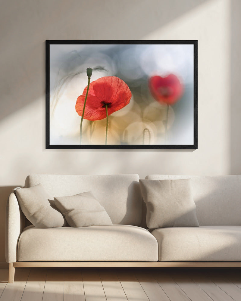 Morning Poppies | Canvas