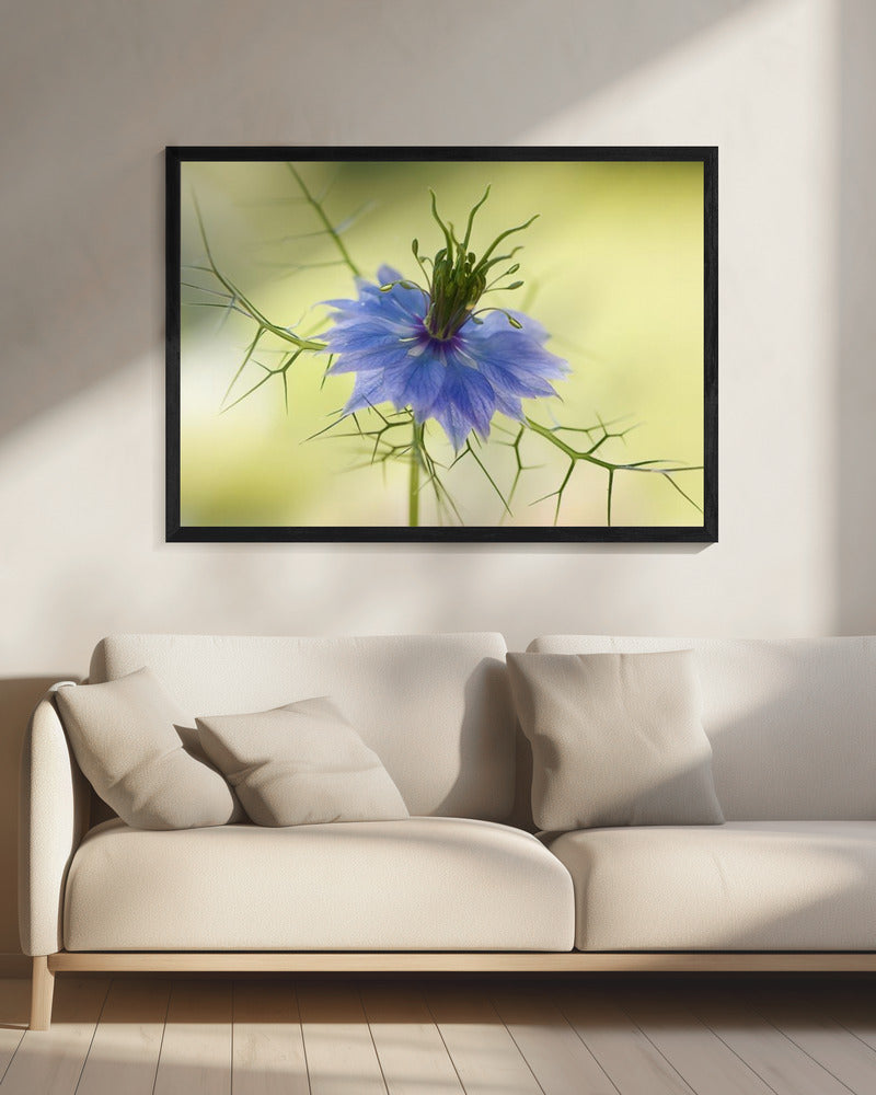 Nigella | Canvas