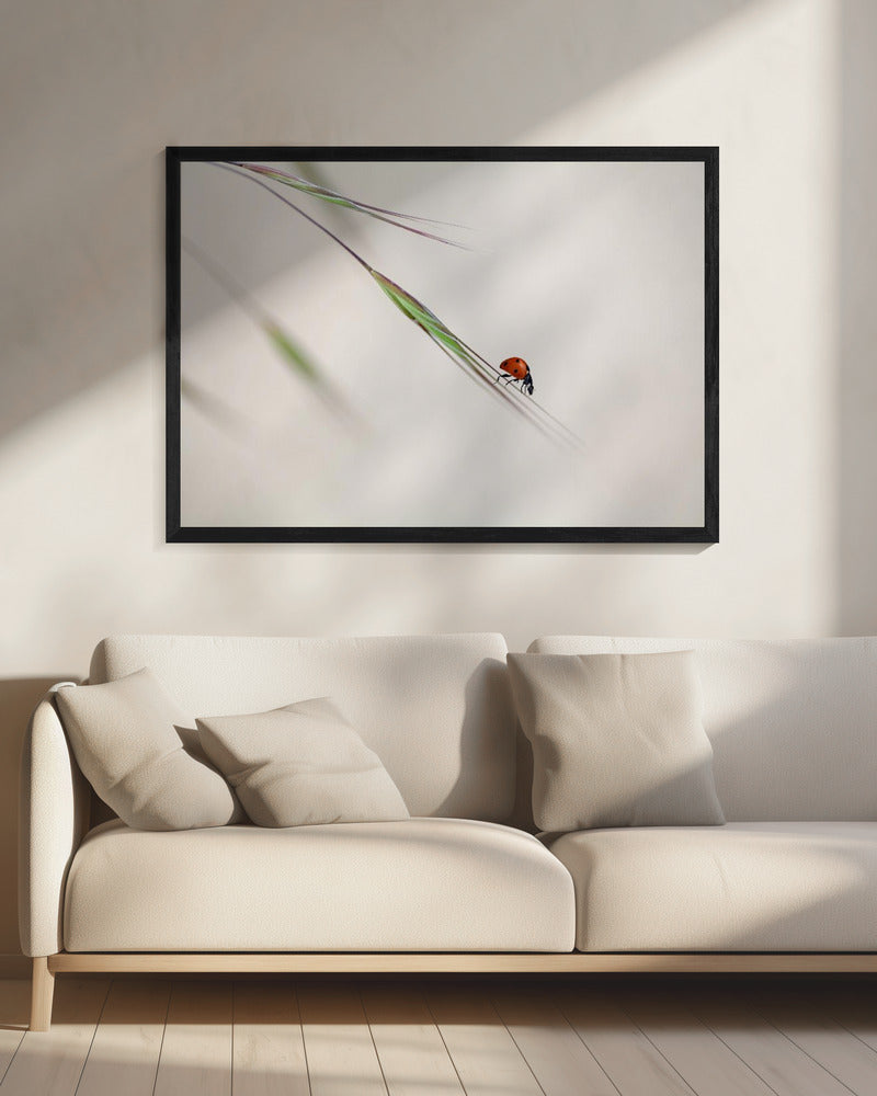 ladybug | Canvas