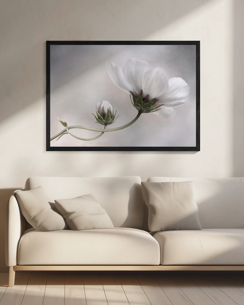 Simply Cosmos | Canvas