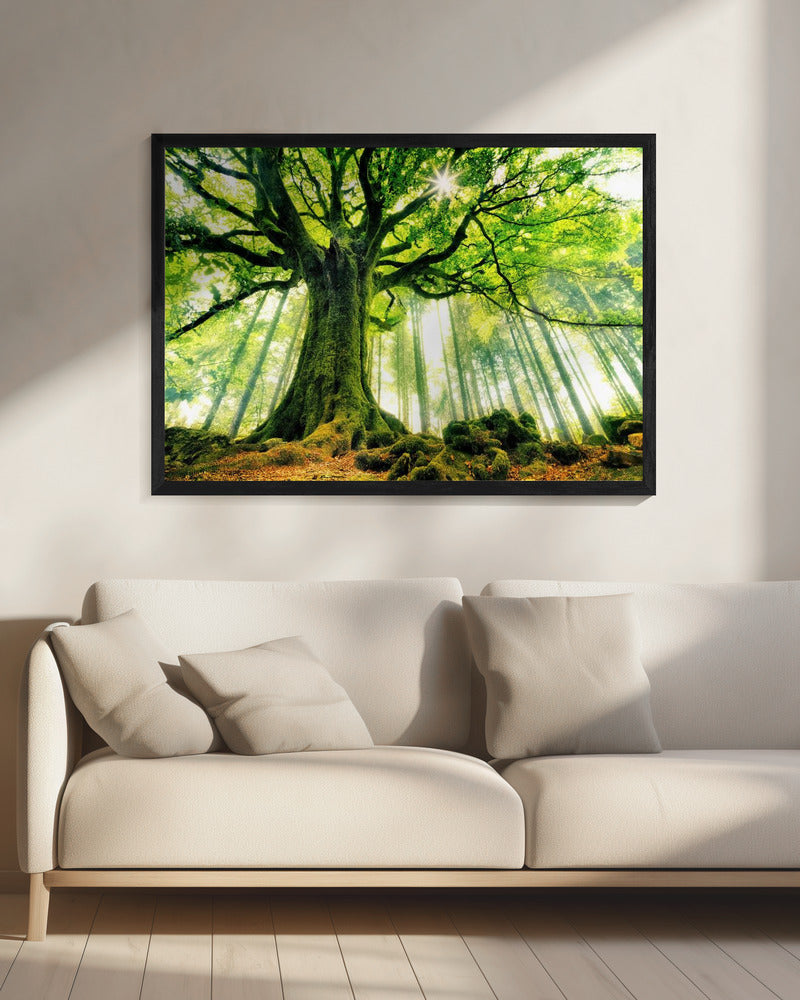 Ponthus' Beech | Canvas