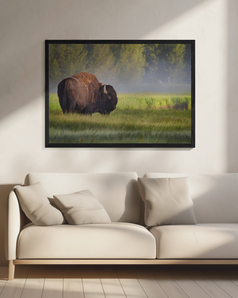 Bison in Morning Light | Canvas