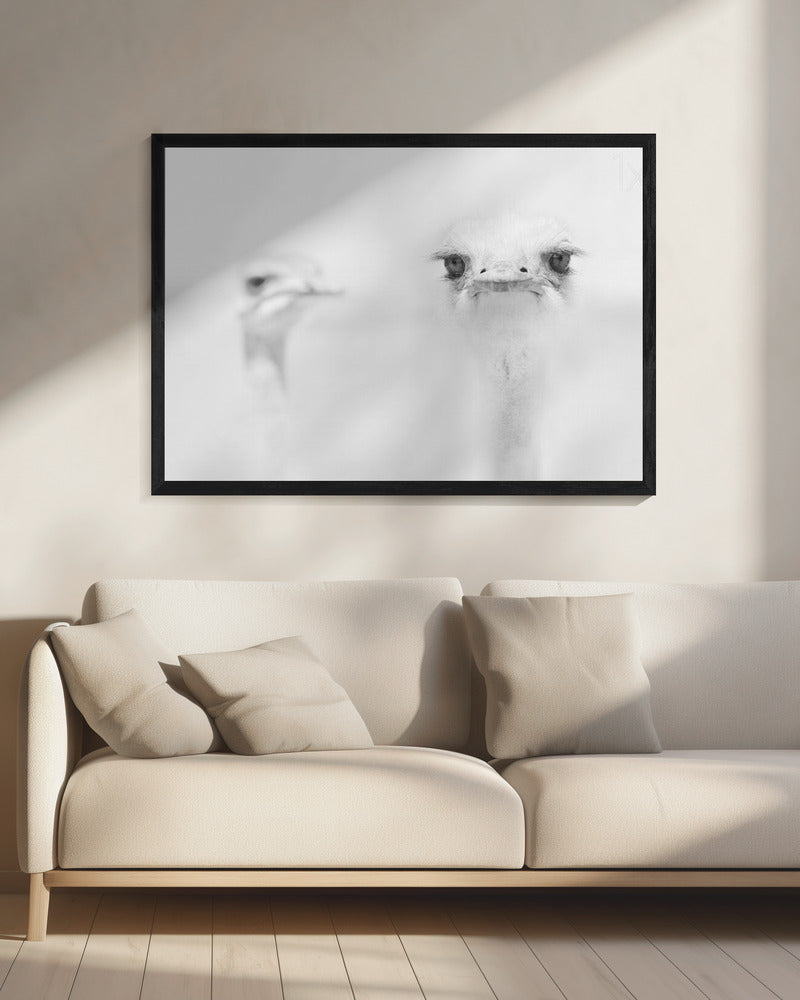 Funny ostrich | Canvas