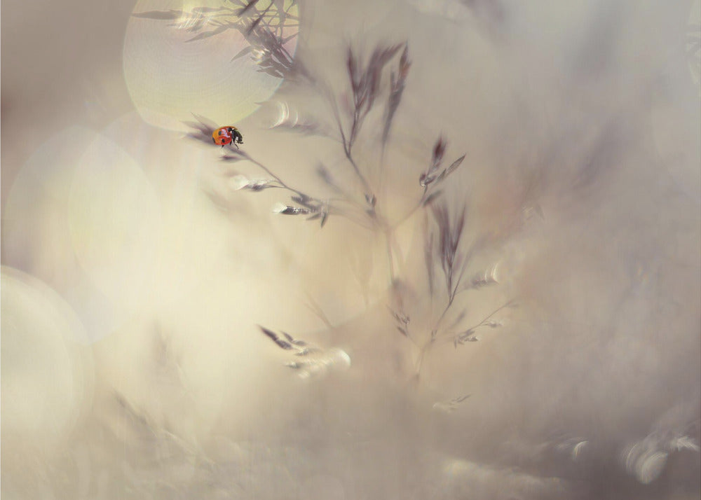 Little lady | Wallpaper