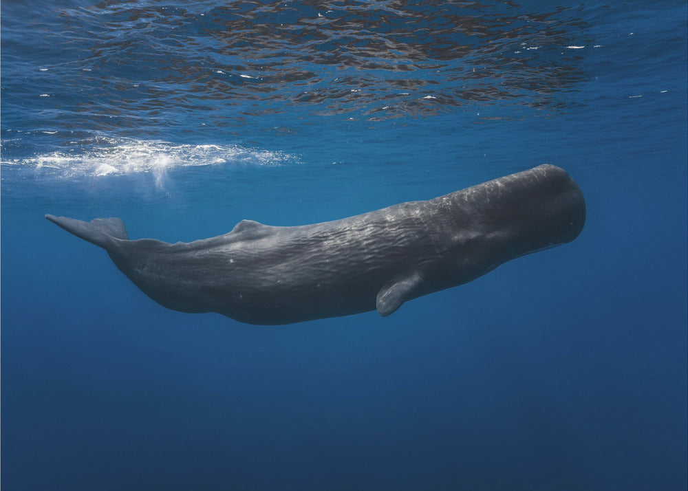 Sperm whale | Poster