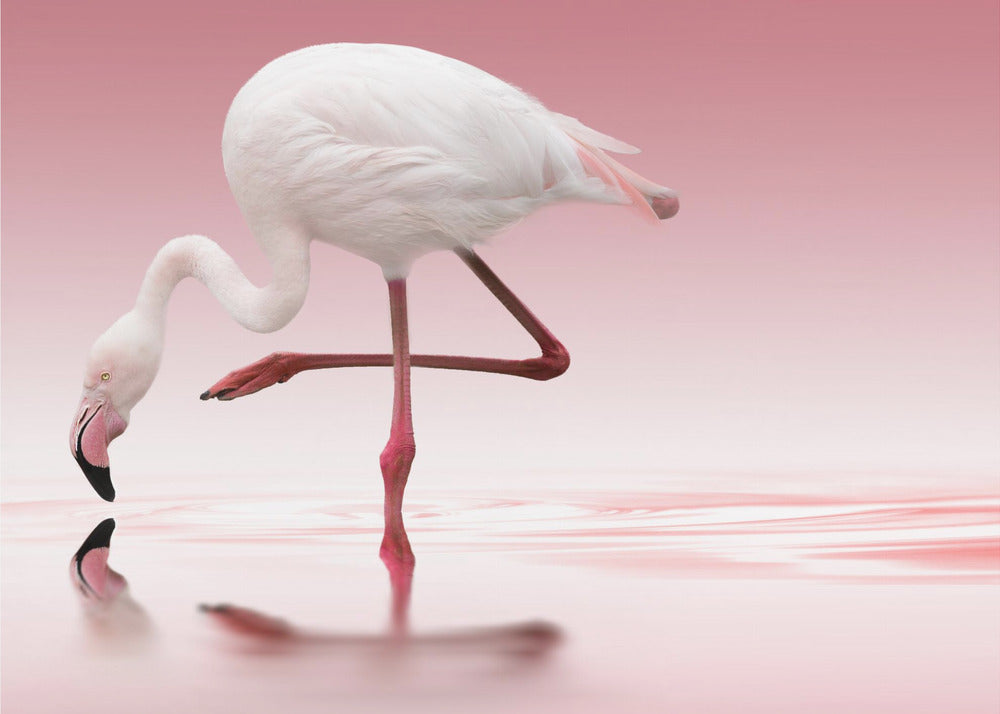 Flamingo | Wallpaper