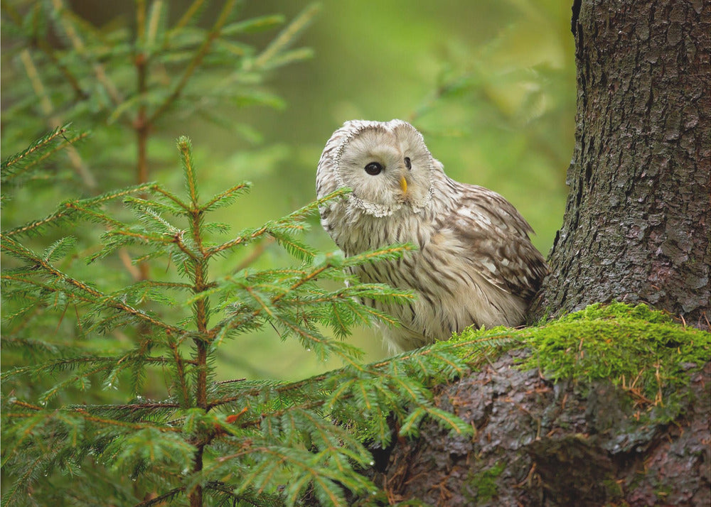 Ural Owl | Wallpaper