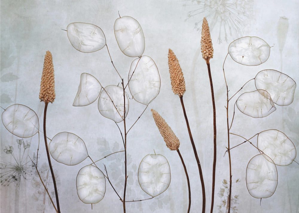 Lunaria | Canvas