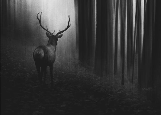 Stag | Wallpaper