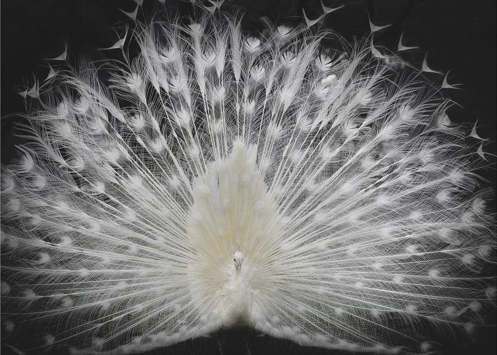 black and white, | Canvas