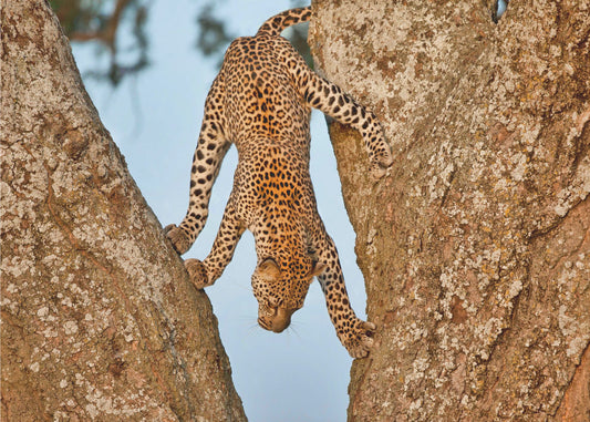 Upside Down | Canvas