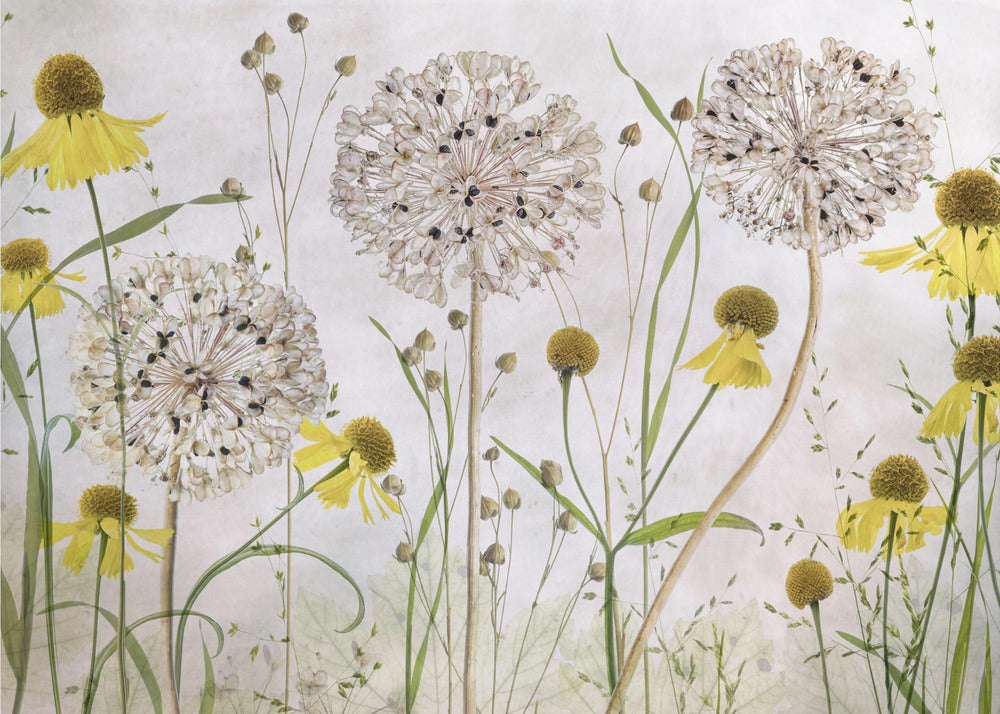 Alliums and heleniums | Canvas