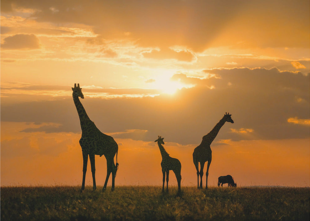 Golden Africa | Wallpaper