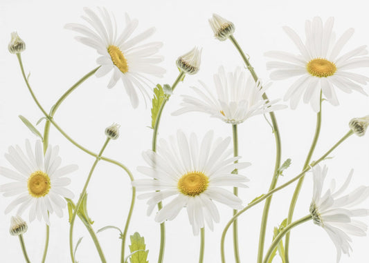 Ox eye Daisies | Wallpaper