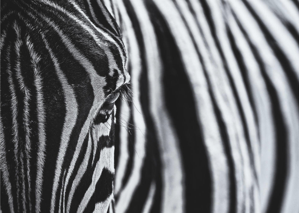 The look of nature | Wallpaper