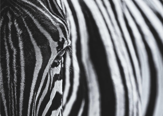 The look of nature | Canvas