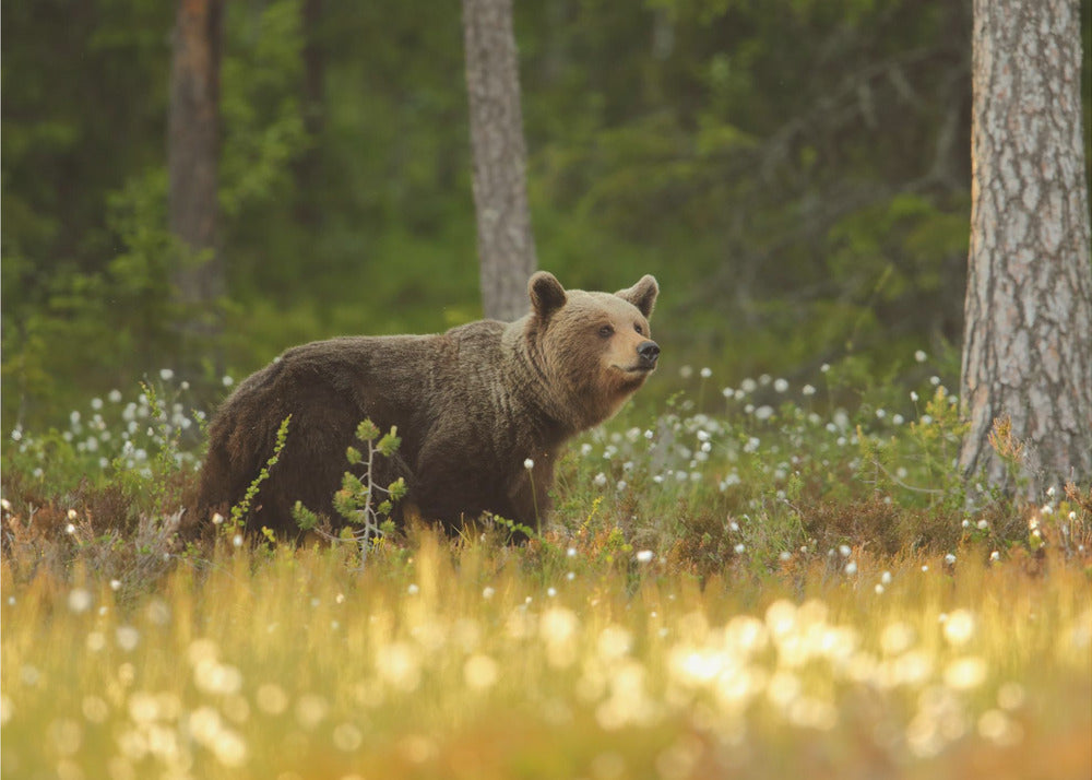 Brown Bear | Wallpaper