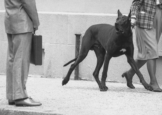 Great dane bodyguard (from the series "Boy meets girl") | Wallpaper