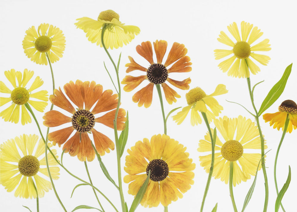 Helenium | Canvas