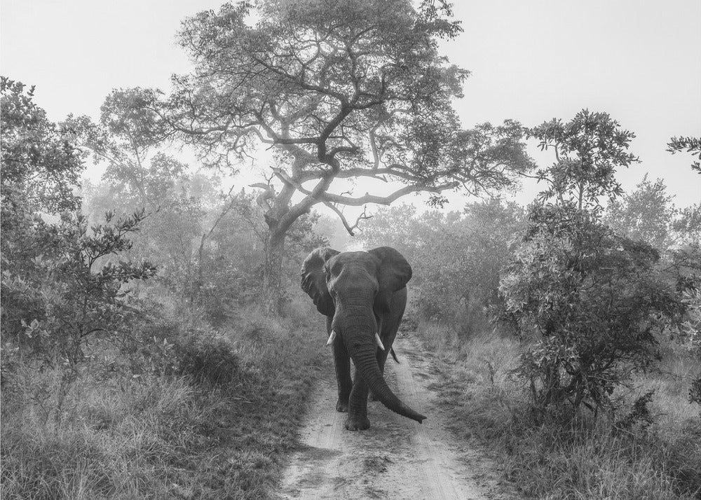 WALKING GIANT | Wallpaper